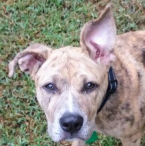 Meet your Posher, Shavon